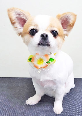 福永ハルちゃん