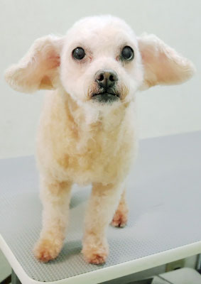 川原モップちゃん