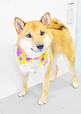 本田りつきちゃん