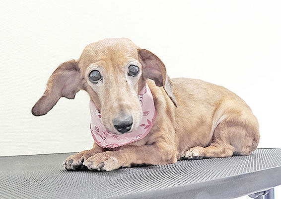 別府モモちゃん