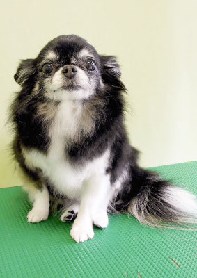 森崎クロちゃん