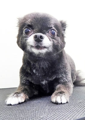 森崎シロちゃん