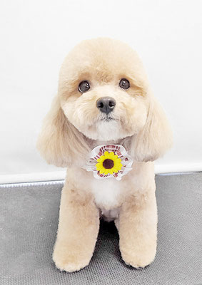 丸山小琴ちゃん