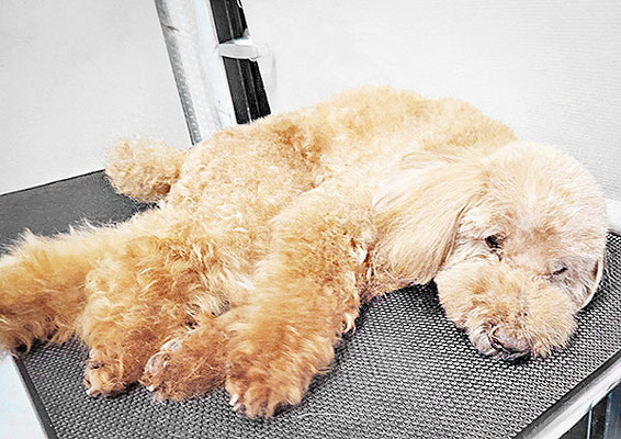 米澤ミントちゃん