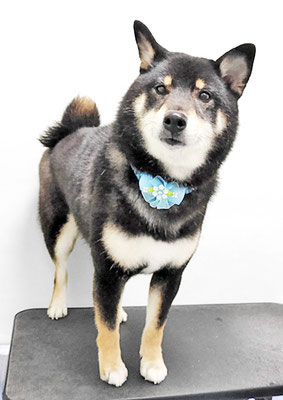 貴島ボタンちゃん