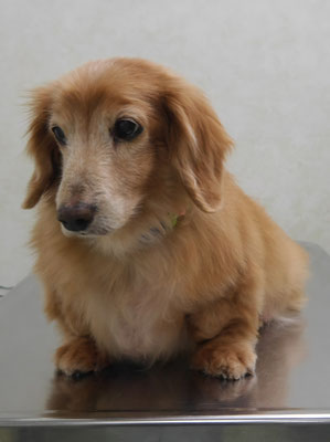 別府リンちゃん