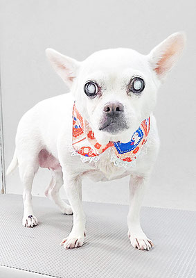 新山ランちゃん