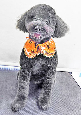 本坊ダノちゃん