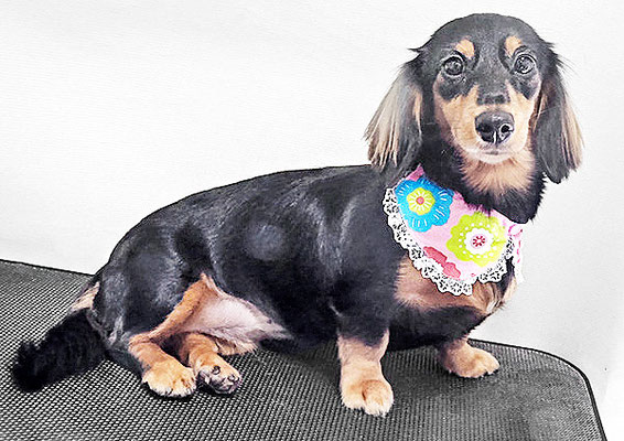 馬ラッキーちゃん