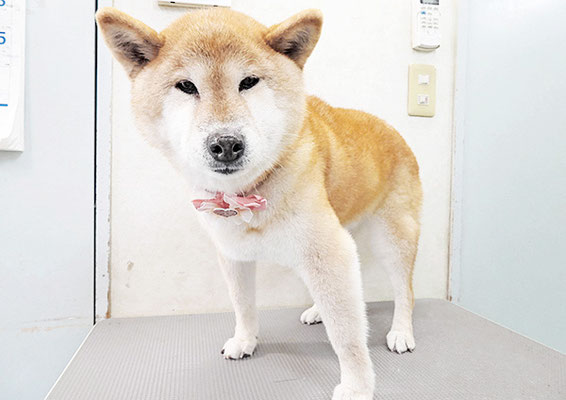 瀧川カルちゃん