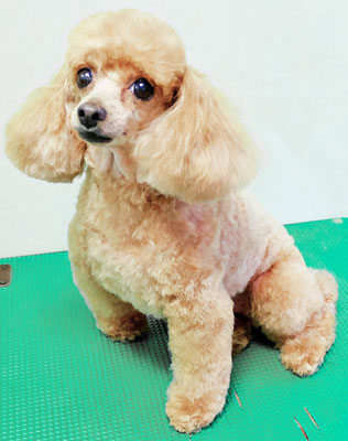 森崎ネネちゃん