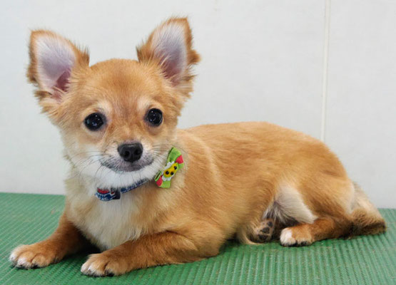 柳田リュウちゃん