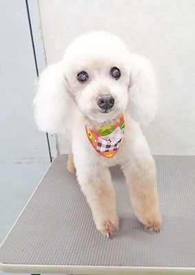 伊集院ペロちゃん