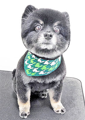 福山ポパイちゃん