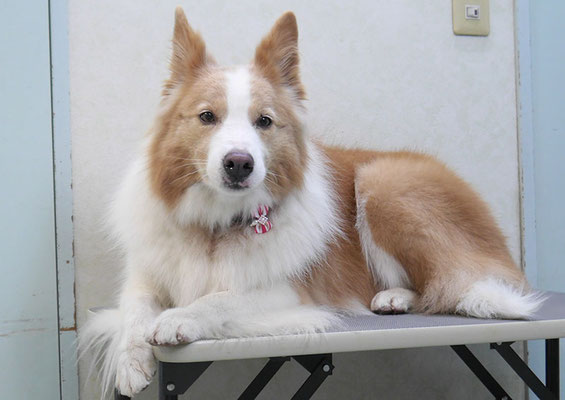 森本アンズちゃん