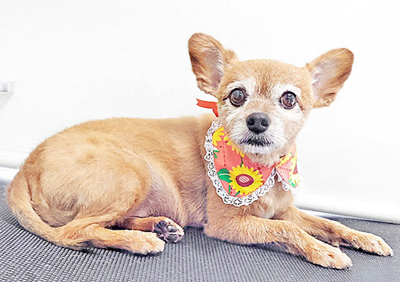 助村るぅちゃん