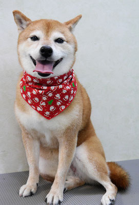 藤井リンちゃん