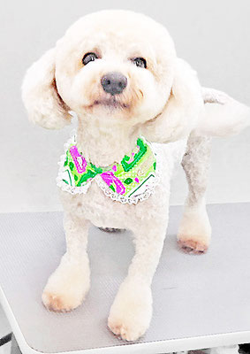 有村ルークちゃん