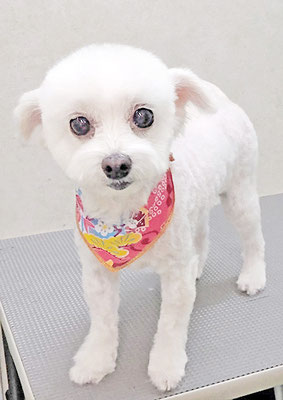 橋口リリィちゃん