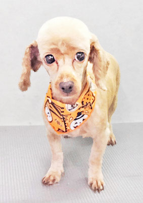 中村てぃーちゃん