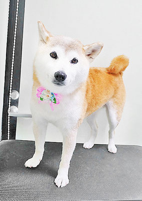 川﨑すももちゃん