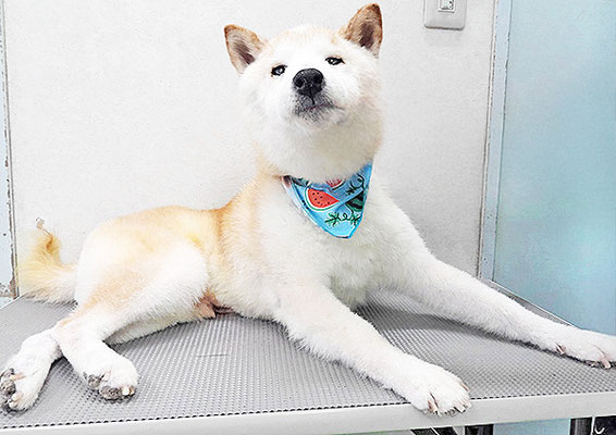 平木へいちゃん