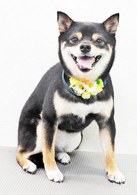 中尾あんずちゃん