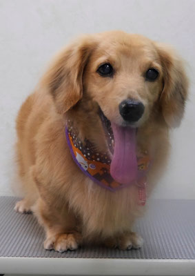 湯田ハヤテちゃん