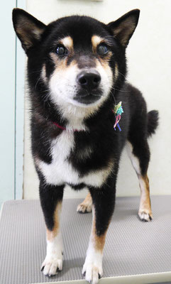 和田ランちゃん