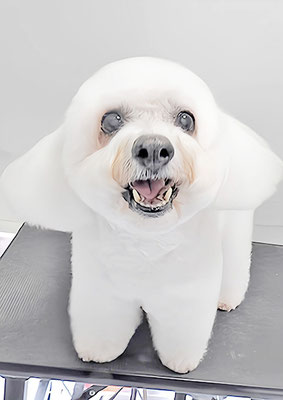 吉本ラピスちゃん