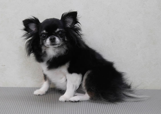 森崎クロちゃん