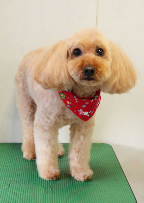 清藤チョコちゃん