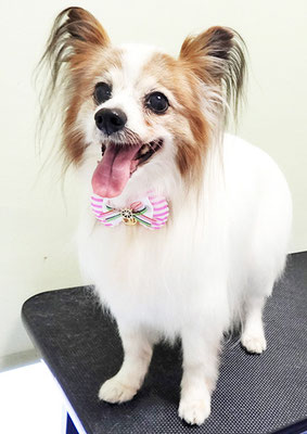 吉田パピちゃん