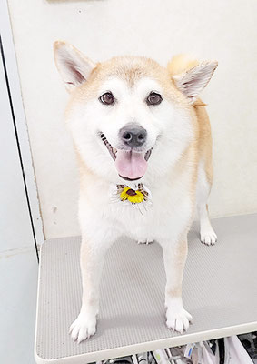 川﨑すももちゃん