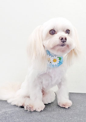 大脇ココアちゃん