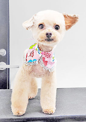 辻チロルちゃん