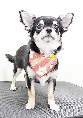 岩元ココちゃん