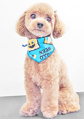 本山ミントちゃん