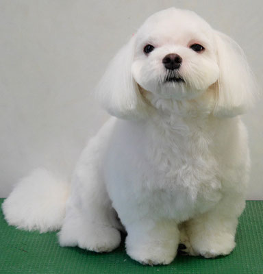 田代ジャスミンちゃん