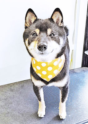 中野めらんちゃん