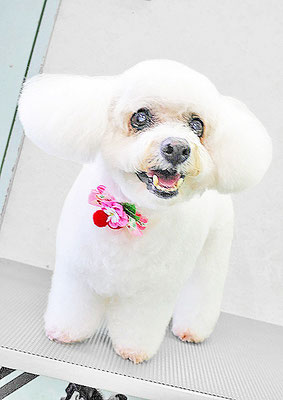 吉本ラピスちゃん
