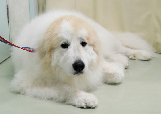 田代メイちゃん