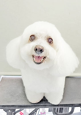 吉本ラピスちゃん