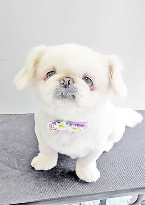 本多かずはちゃん