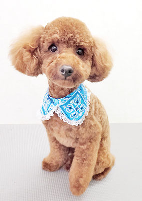 寺園チョコちゃん