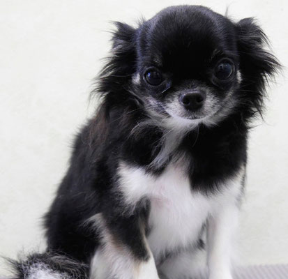 森崎クロちゃん