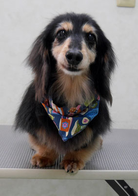 齊野平サンジちゃん