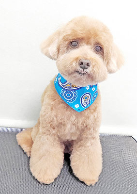 平田小鉄ちゃん