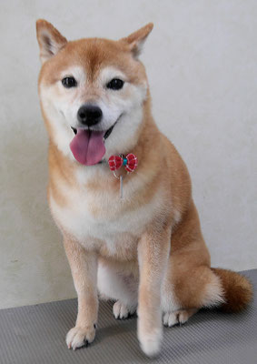 藤井リンちゃん