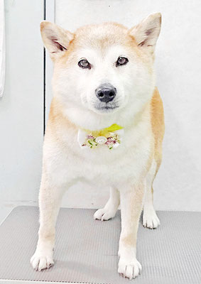 川﨑すももちゃん